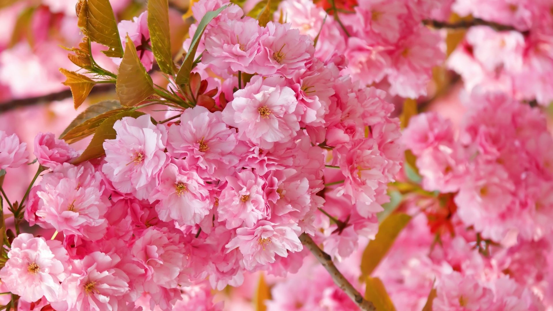 Cute Cherry Blossom Wallpaper Desktop - wallpaper