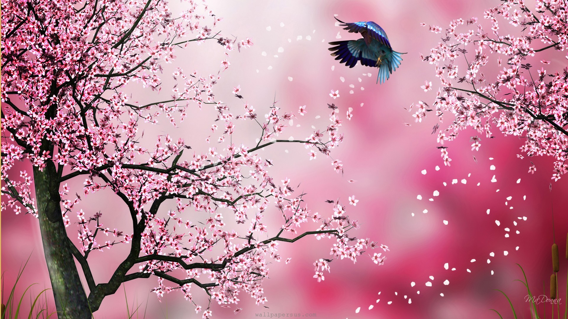 11673 Cherry Blossom Tree Desktop HD Wallpaper - WalOps.com