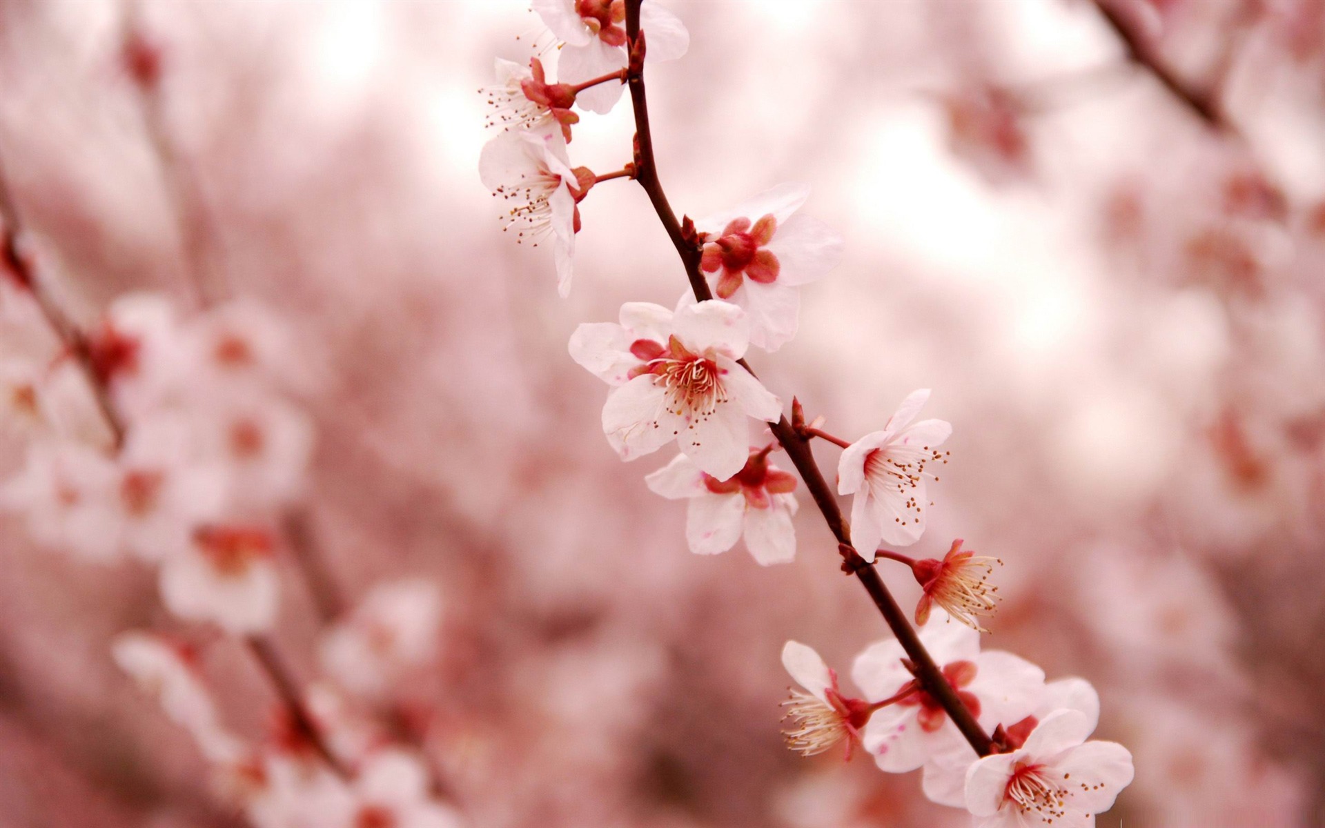 Cherry blossom desktop wallpaper - images - tbwnz.com