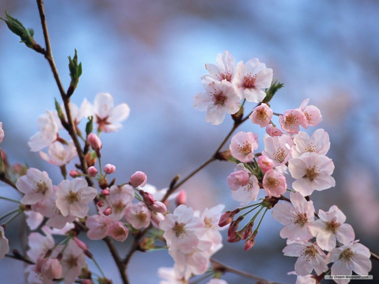 Free Wallpaper - Free Flower wallpaper - Cherry Blossom wallpaper ...