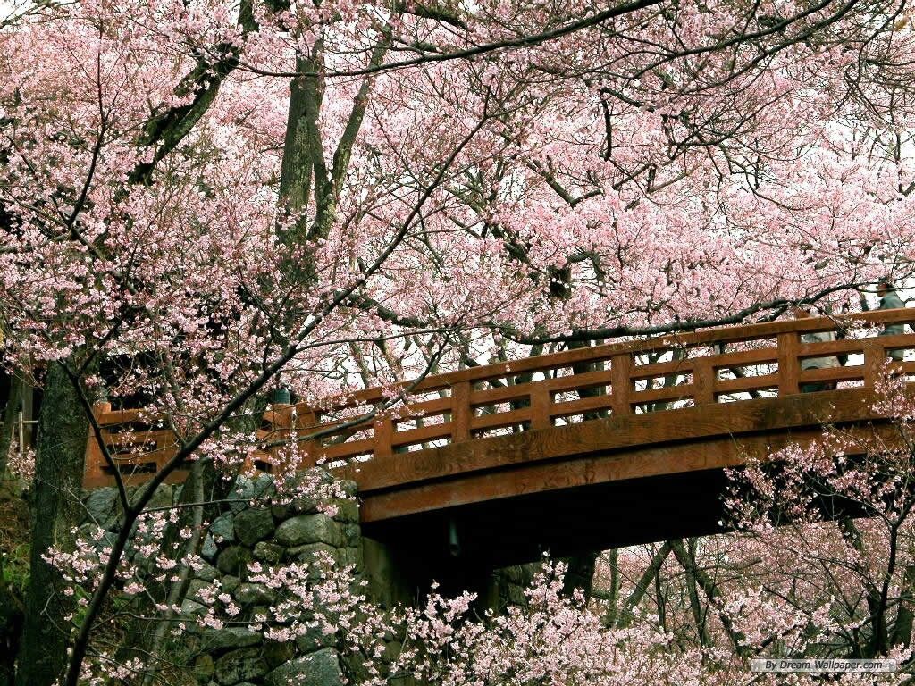 Free Wallpaper - Free Flower wallpaper - Cherry Blossom 2