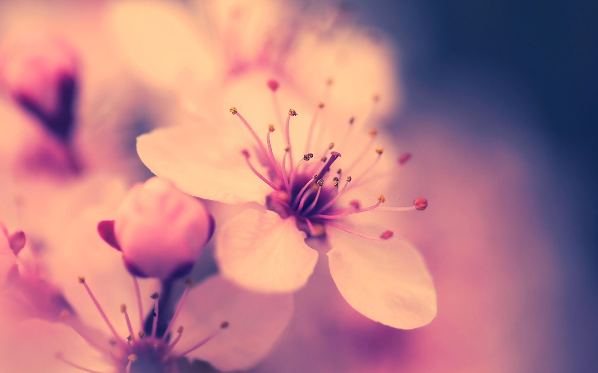 wallpaper > Beautiful flowers > blossom desktop wallpaper @ Collect HD