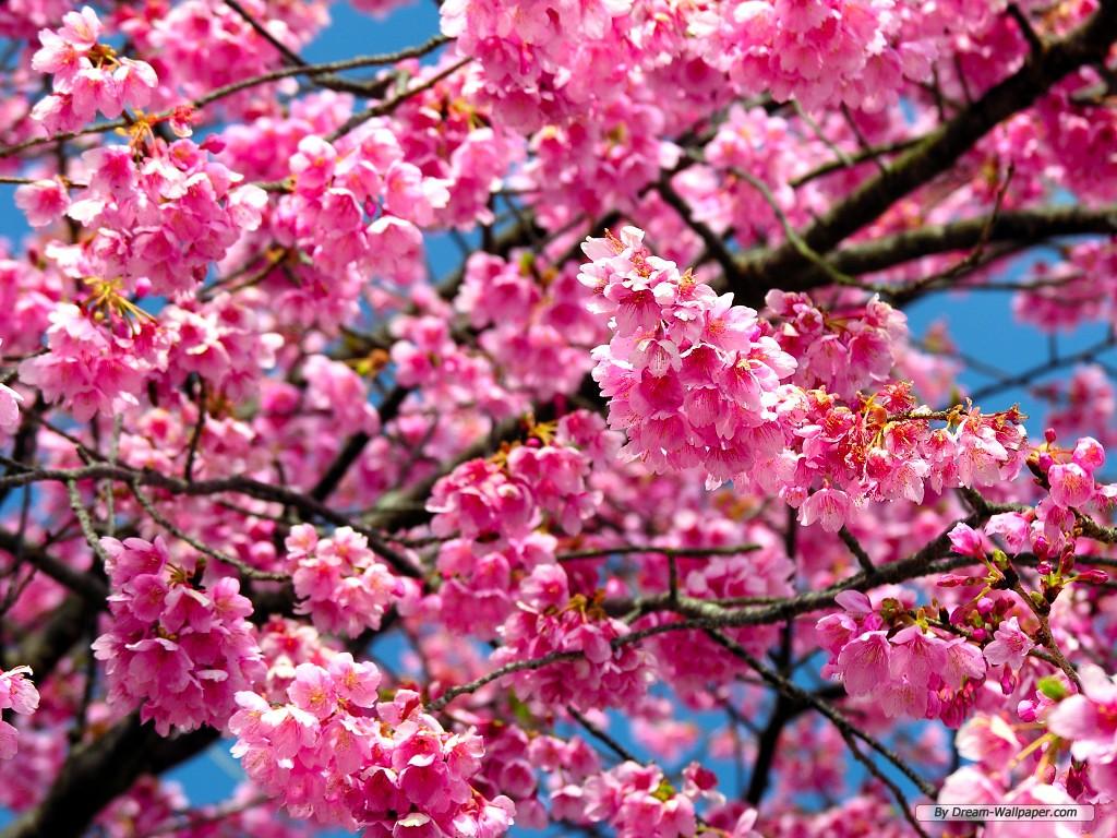 Cherry Blossom Desktop Backgrounds Background Images | HD ...