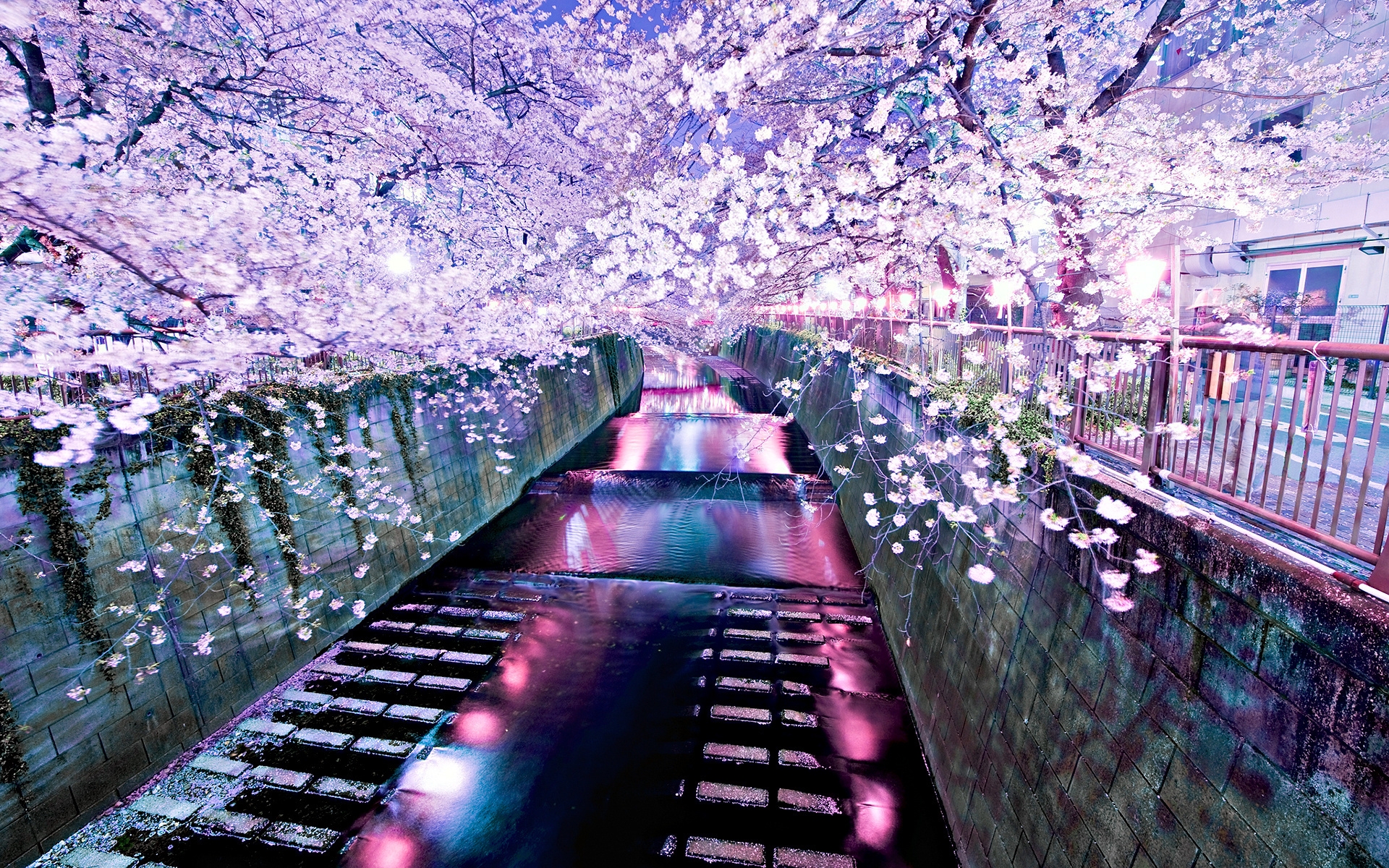 Fantastically beautiful picture of cherry blossoms HD Desktop