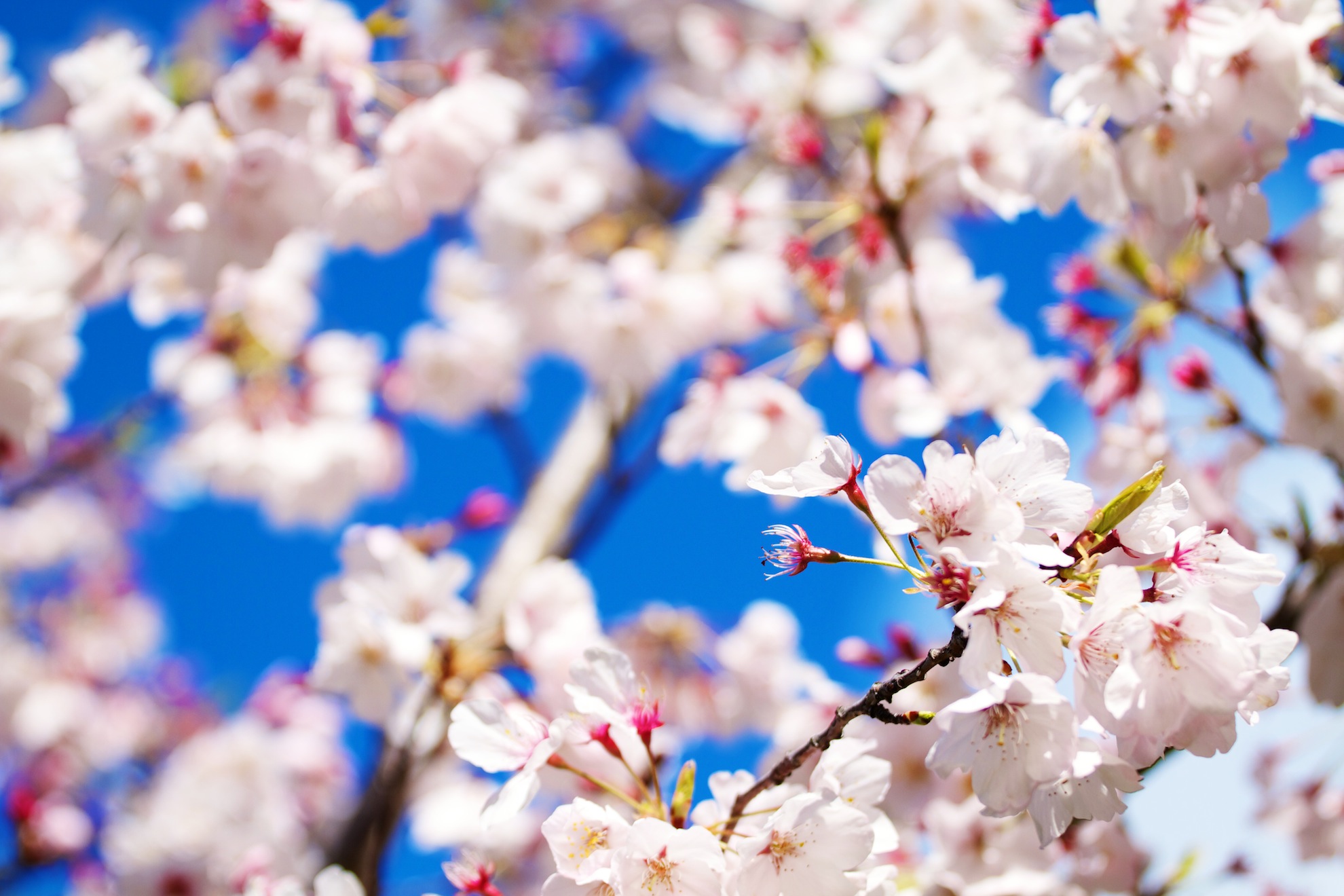 cherry blossoms flowers #Qkm_