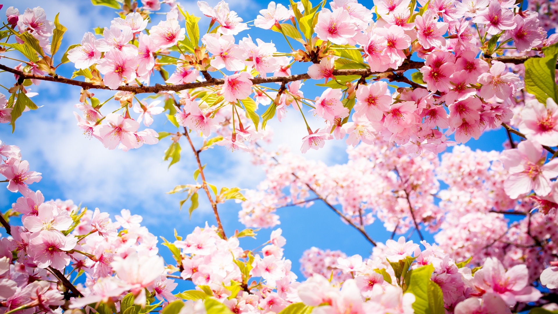 Cherry Blossom Pictures Wallpaper Desktop #h766017 Nature HD