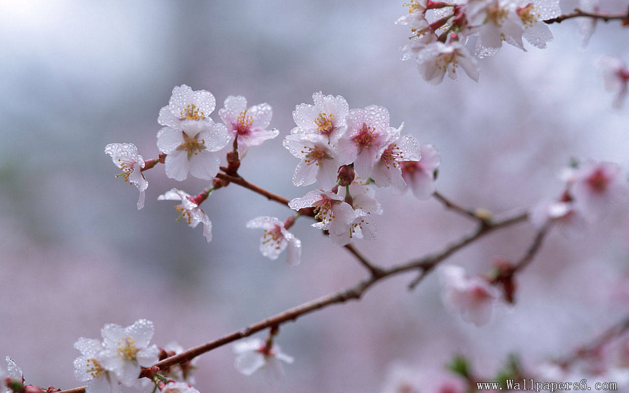 cherry blossom with frost － Landscape Wallpapers - Free download ...