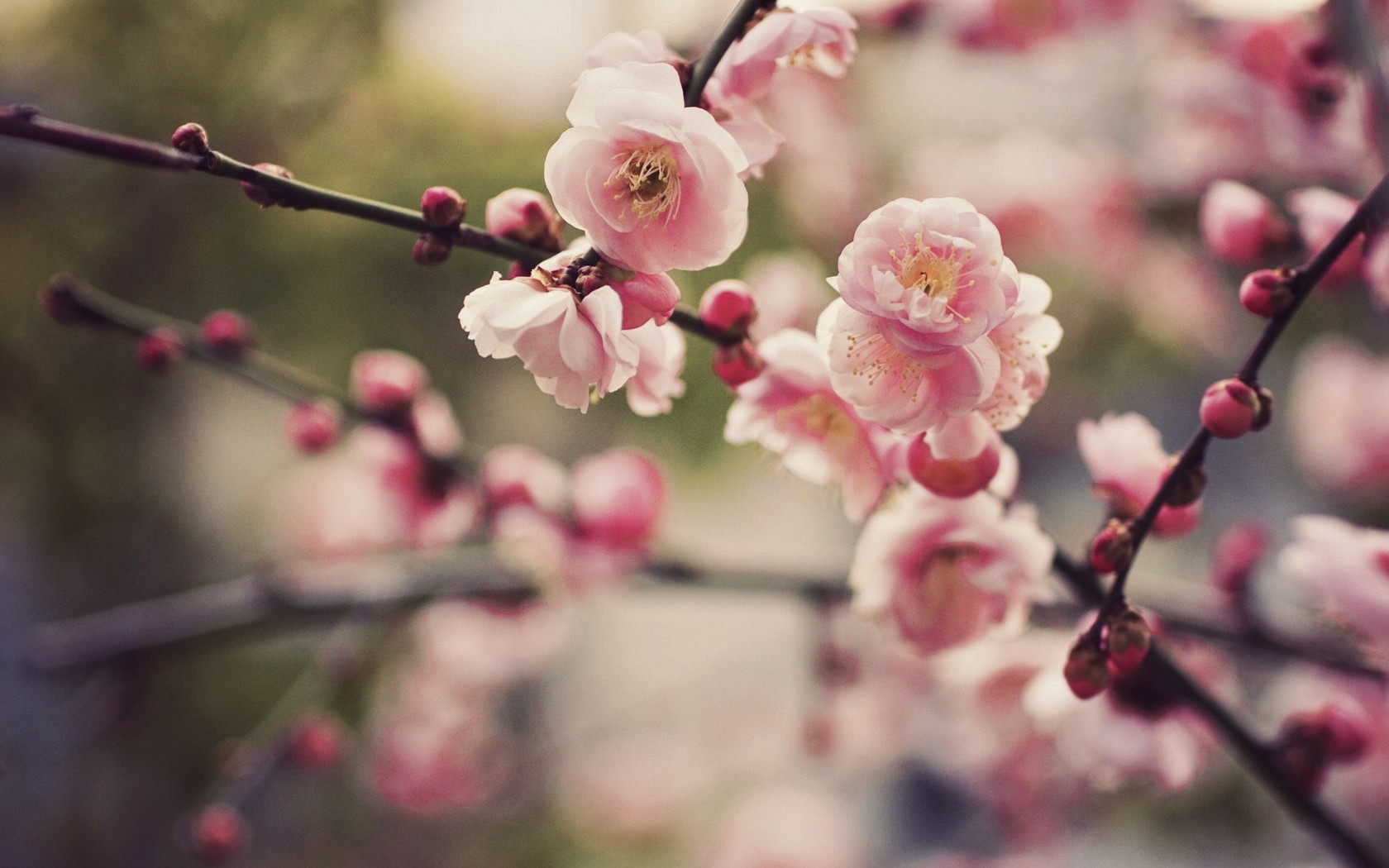Cherry Blossom 1080p Wallpapers #3394 Wallpaper | Wallpaperyup.com