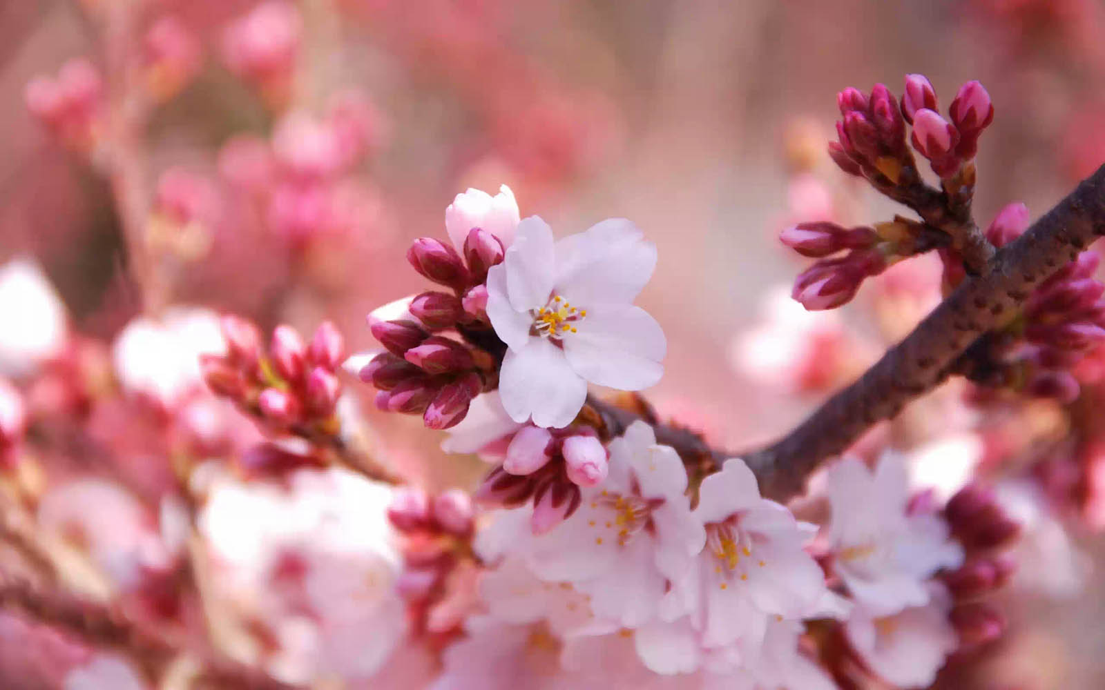 Cherry Blossom Desktop Wallpaper Flowers | HD Pix