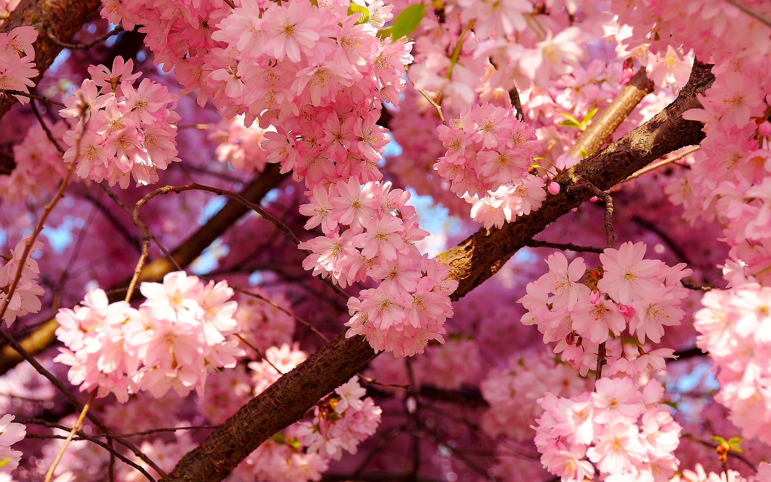 Desktop cherry blossom computer wallpaper
