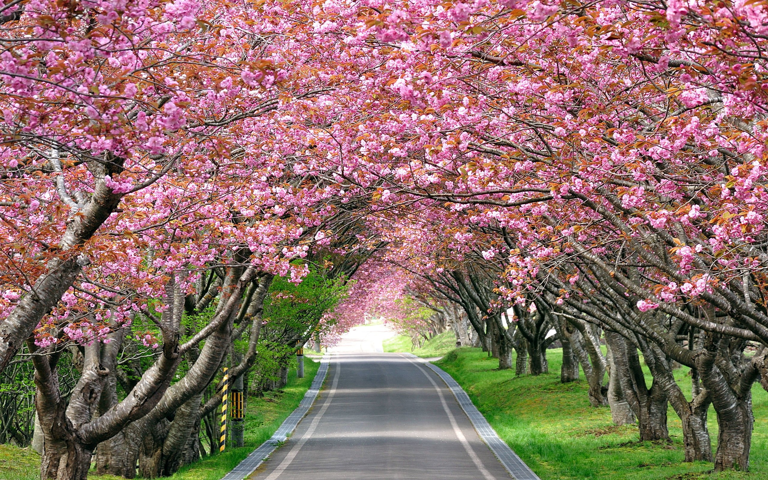Plants: Splendid Cherry Blossom Landscape Road Free Desktop ...