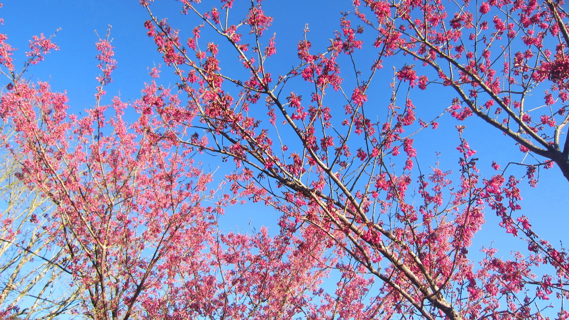 Flowers: Cherry Blossom Beautiful Flower Sky HD Desktop for High ...