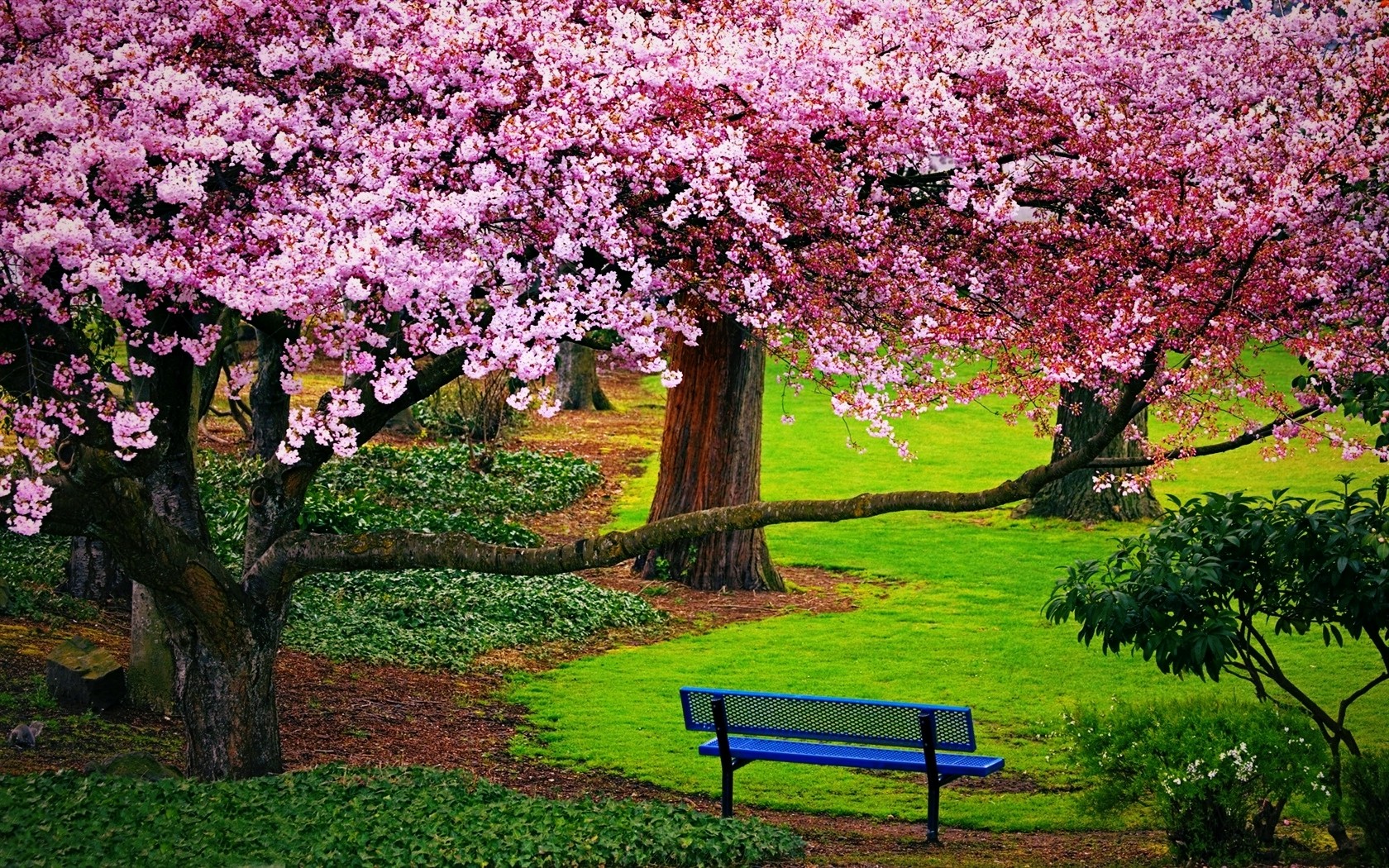 Flowers: Cherry Blossom Season Beautiful Flowers Springtime Pink ...