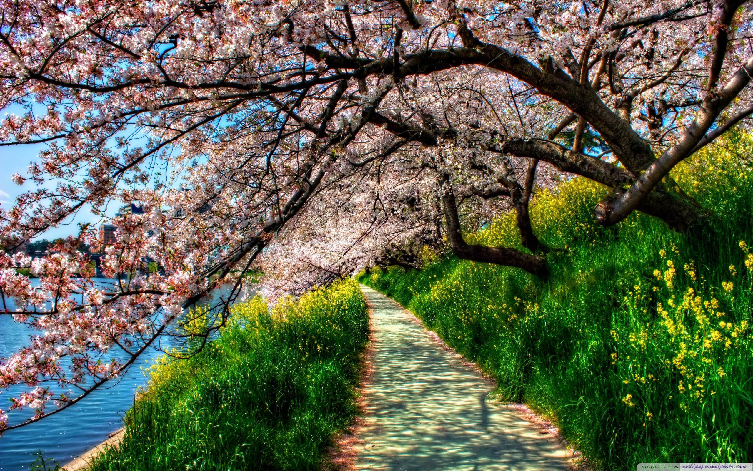 Sakura Cherry Blossom HD 16:9 16:10 desktop wallpaper ...