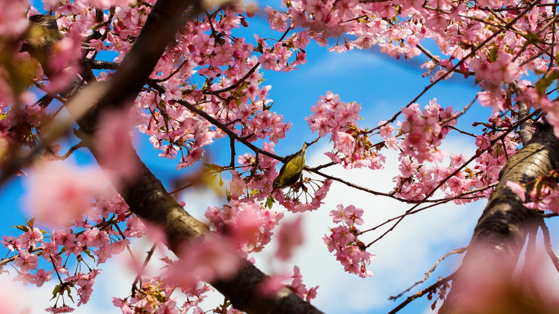 Picture of cherry blossoms HD Desktop Wallpaper | HD Desktop Wallpaper
