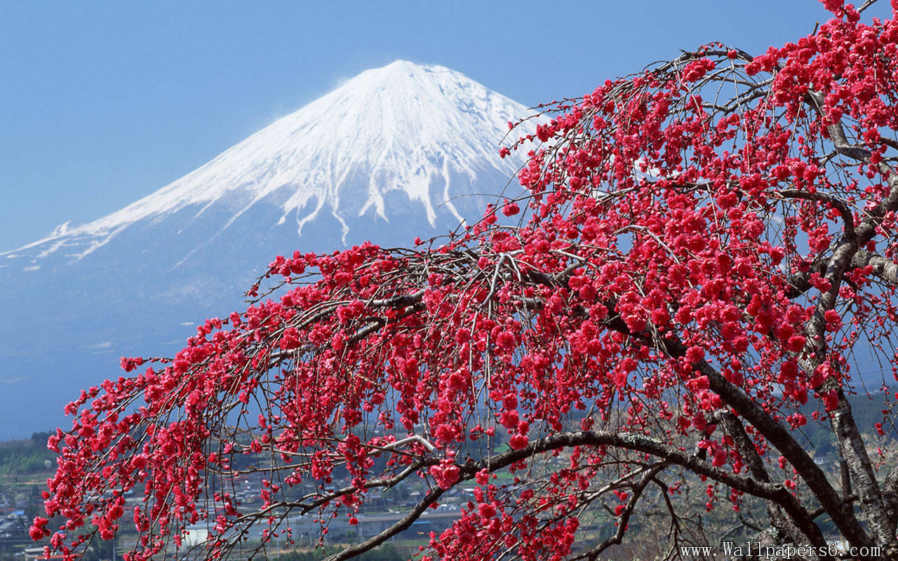 Fuji and cherry blossom － Landscape Wallpapers - Free download ...