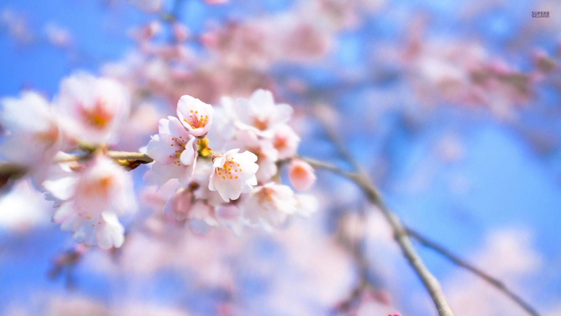 HD Beautiful Cherry Blossom Desktop BAckground - HiReWallpapers 4341