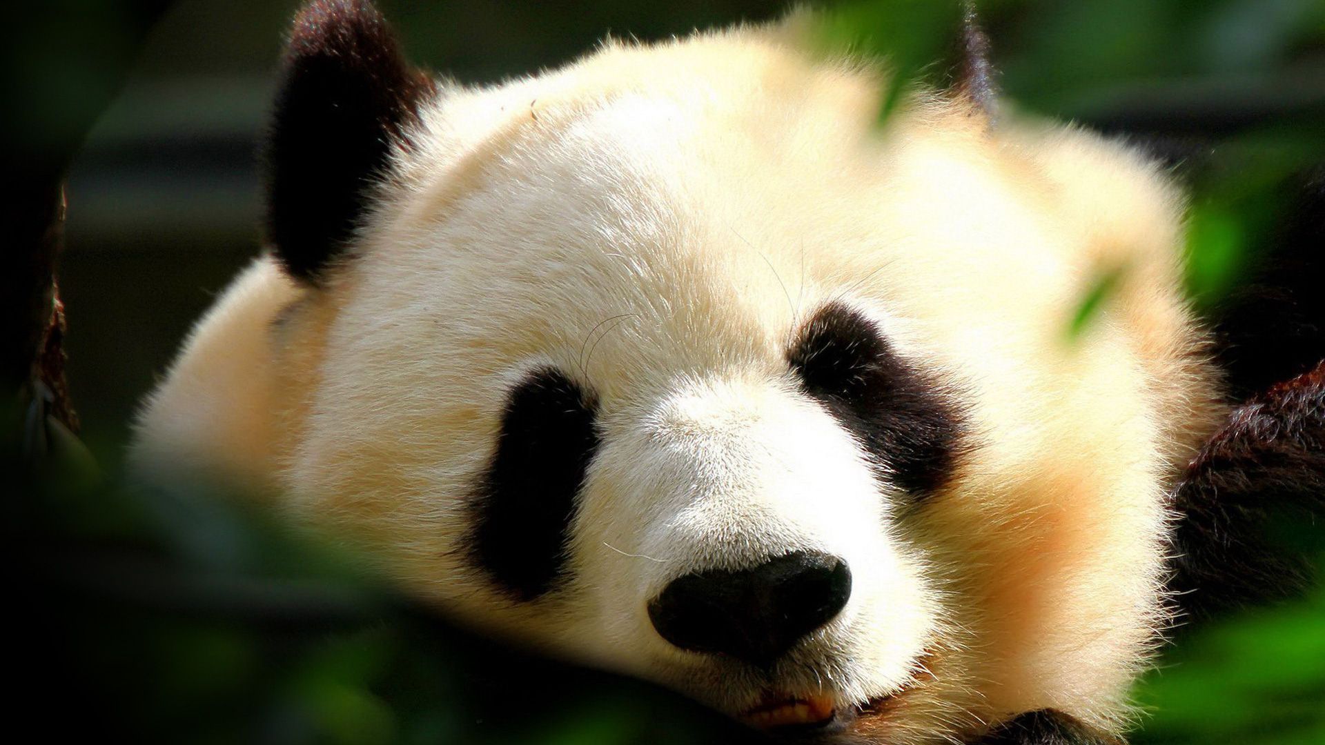 Animals Wallpapers HD 1080p Group 80 Animals Wallpapers HD 1080p Group 80