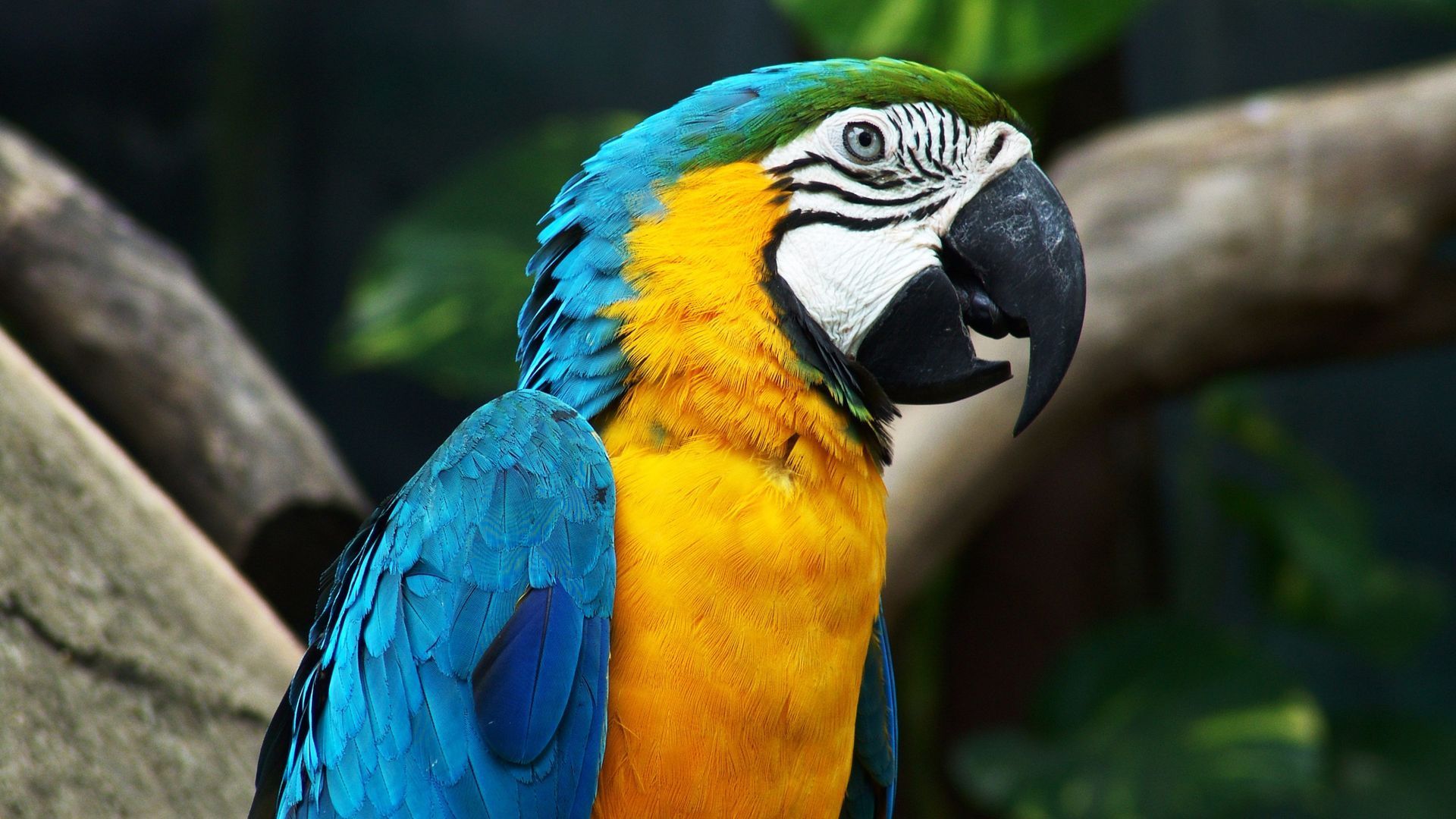 Desktop hd download parrot pictures