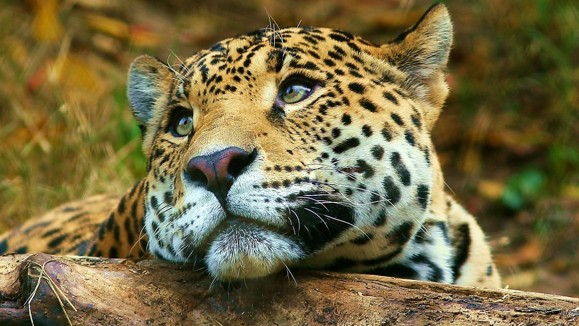 High Quality HD Wallpapers 1080p Animals 3 - HD Wallpapers N