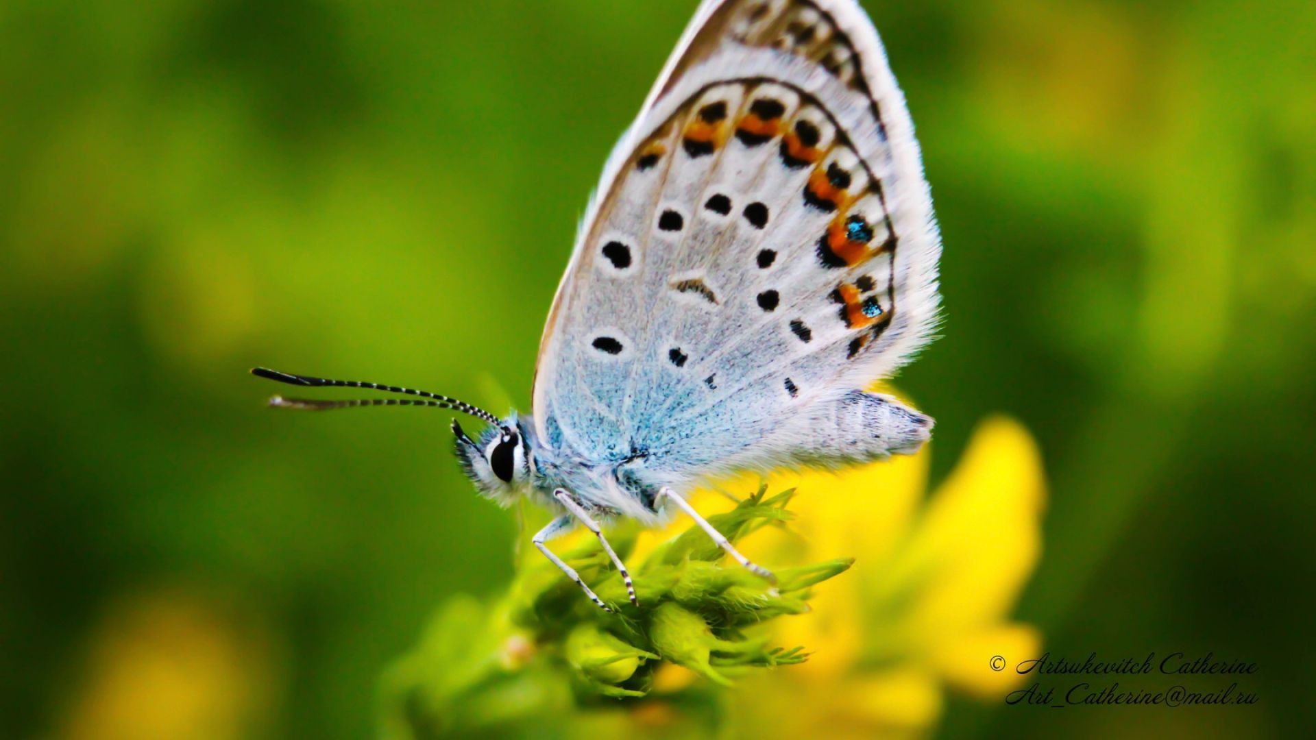 Download Wallpaper 1920x1080 Butterfly, Blues, Marco, Insects ...