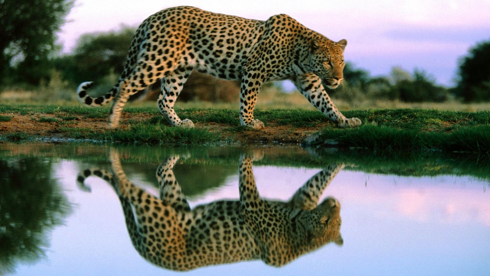 Cheetah Wallpapers HD