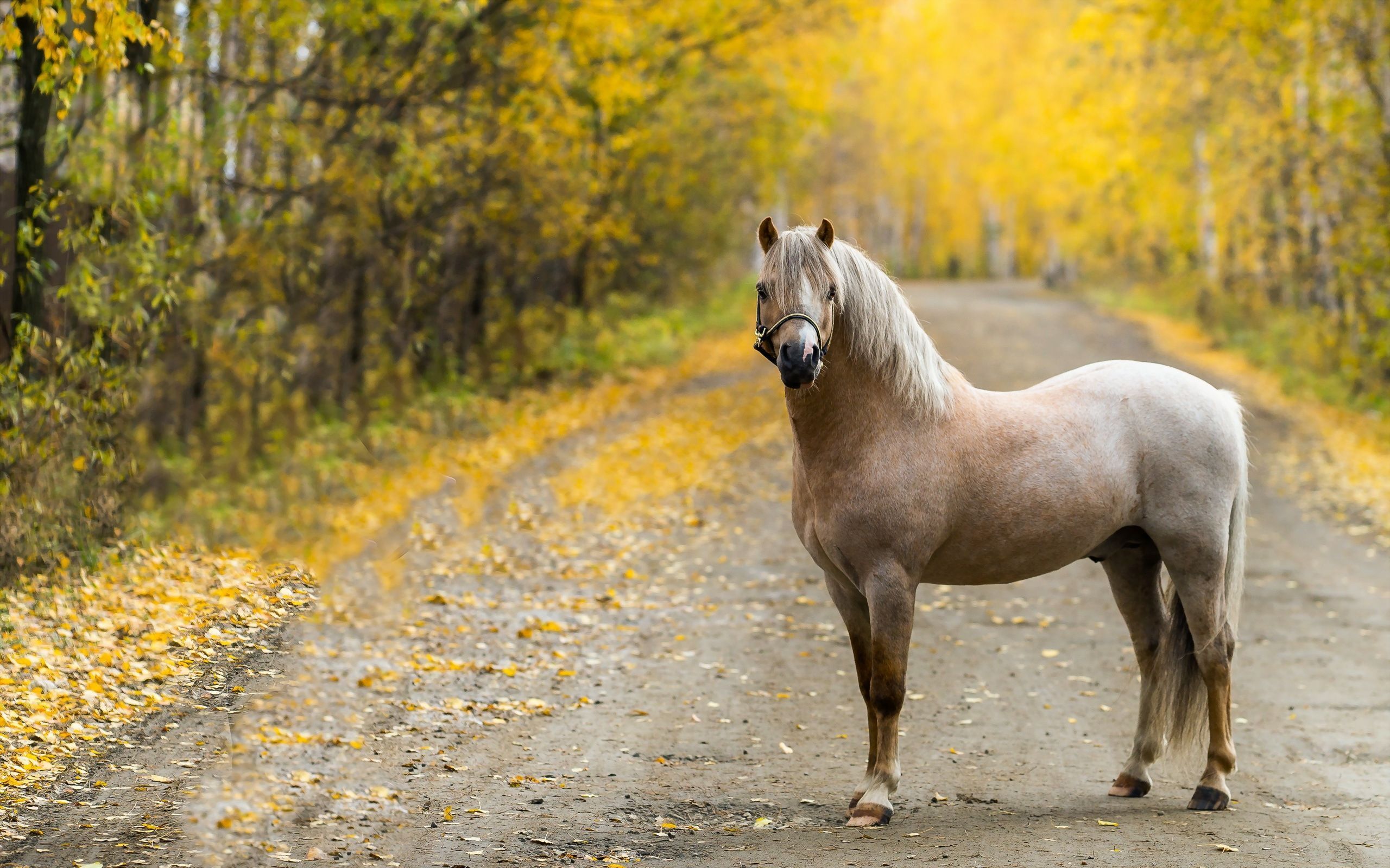 Horses: Autumn Park Horse Animal Animals Wallpapers for HD 16:9 ...
