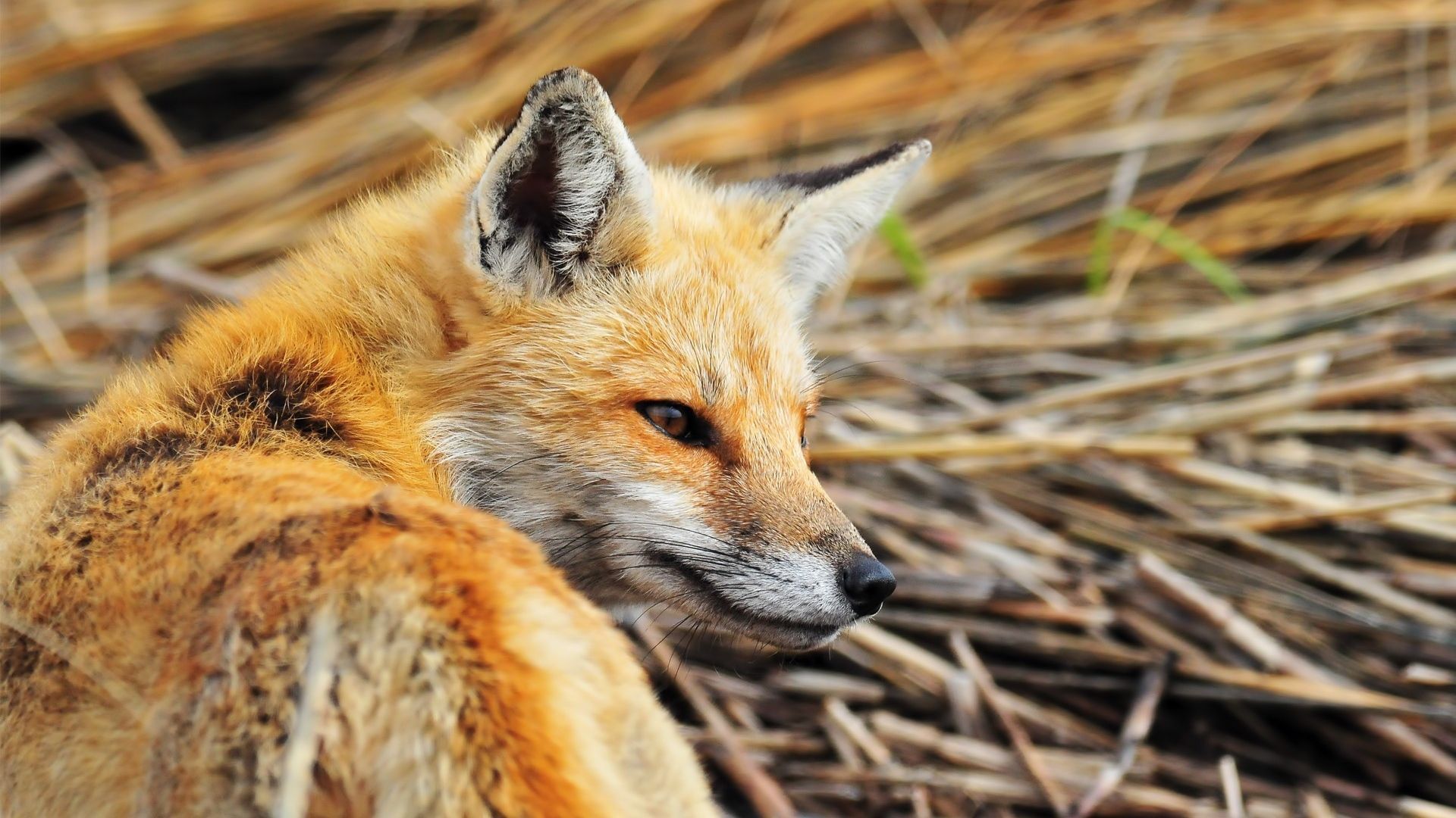 Top Animal Fox Wallpaper 1080p Images for Pinterest