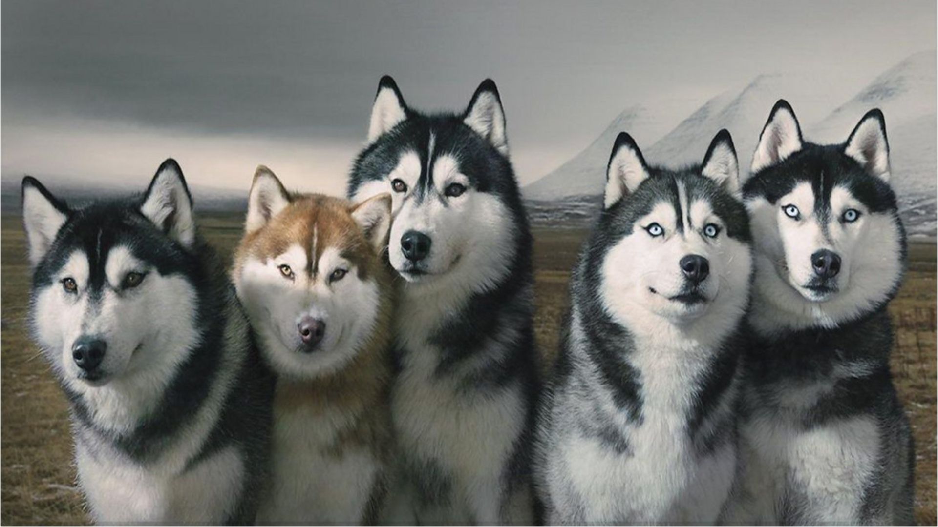 Siberian Husky wallpaper 1920x1080