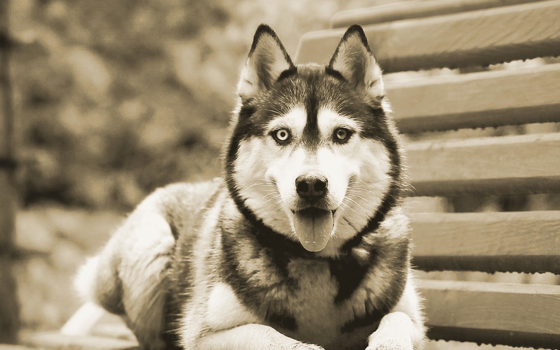 Husky Wallpapers | Full HD Pictures