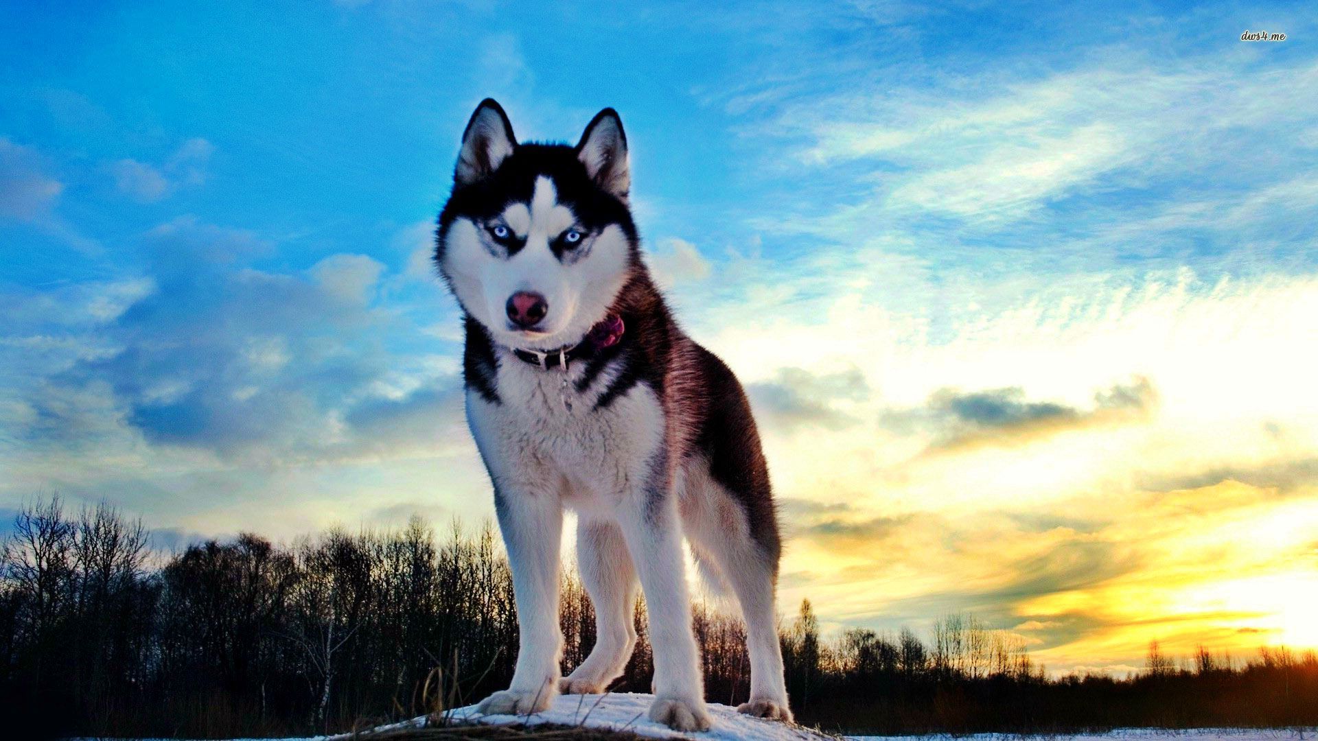 Siberian Husky Backgrounds