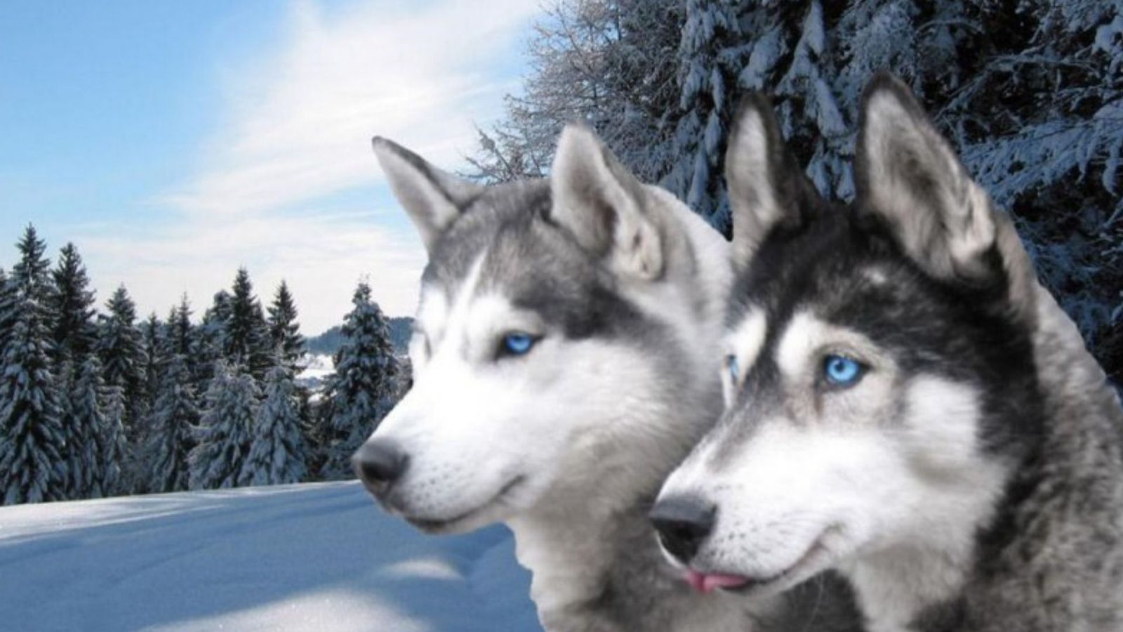 17 Siberian Husky HD Wallpapers | Backgrounds - Wallpaper Abyss