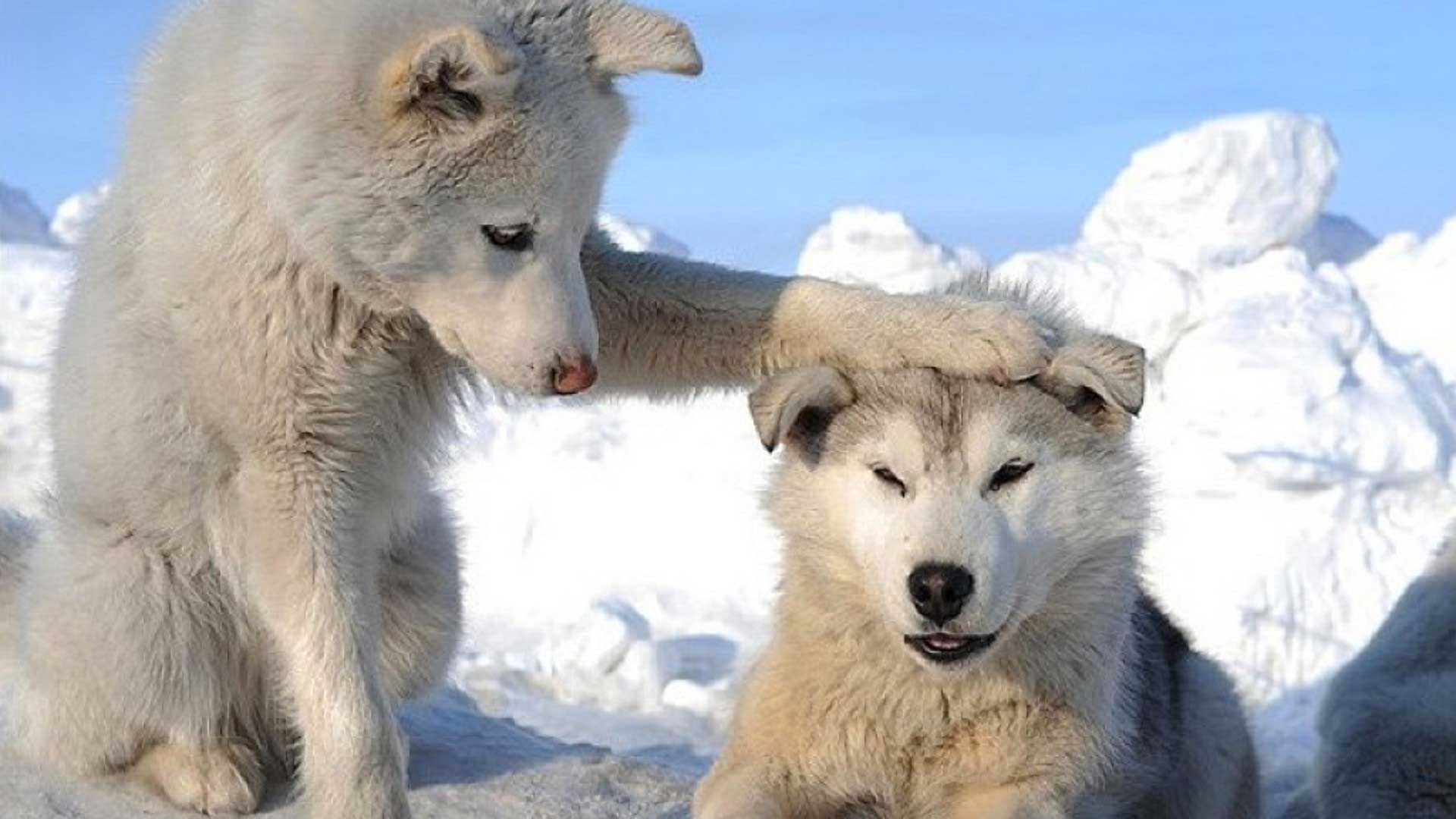 HD Siberian Husky Wallpapers Desktop Free Download | All Puppies ...