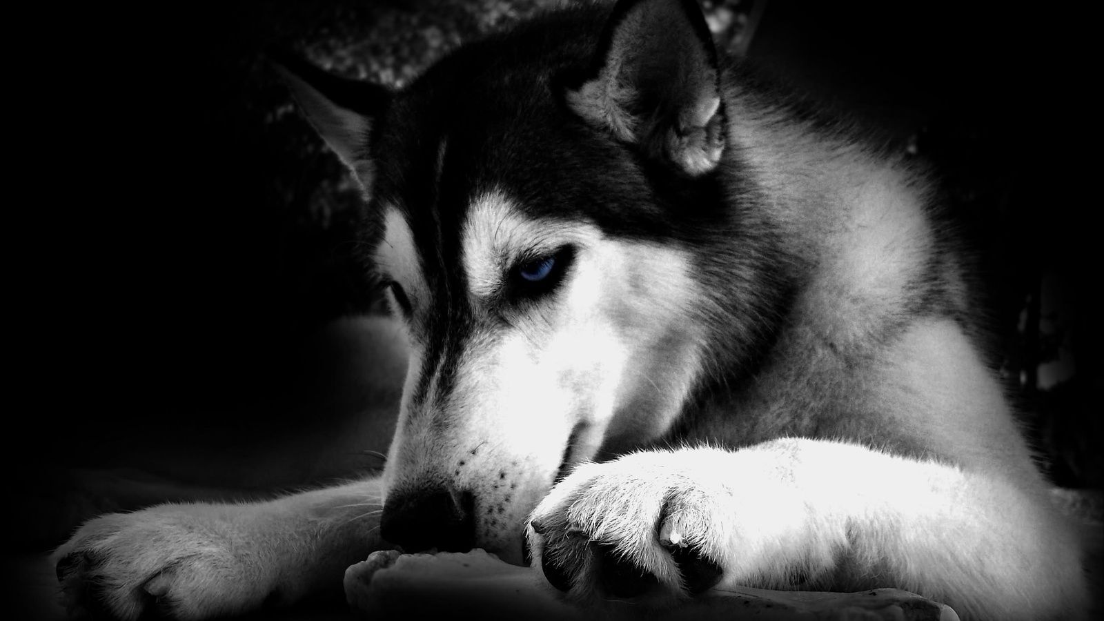 Huskies Dogs HD Wallpapers Huskies Dog Images Cool Backgrounds