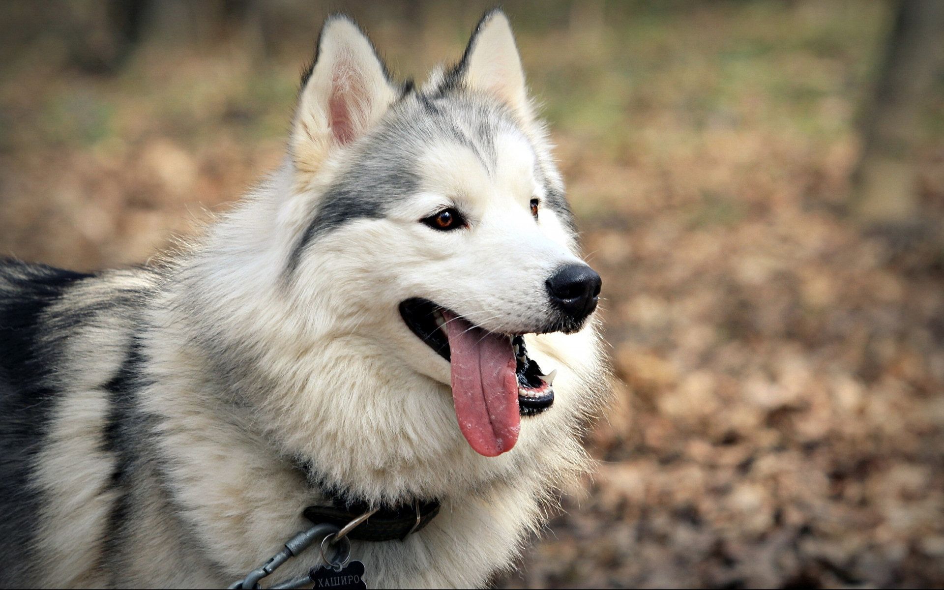 HD Siberian Husky Wallpapers Desktop Free Download | All Puppies ...
