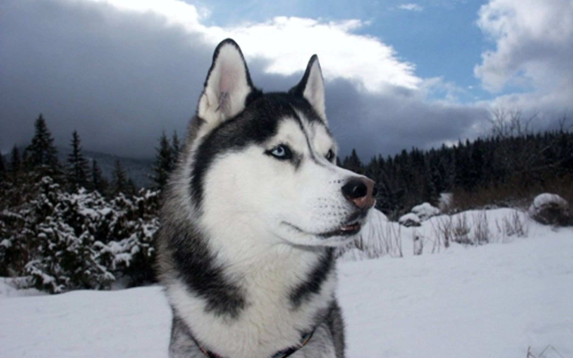 Siberian Husky Wallpapers Group (77+)