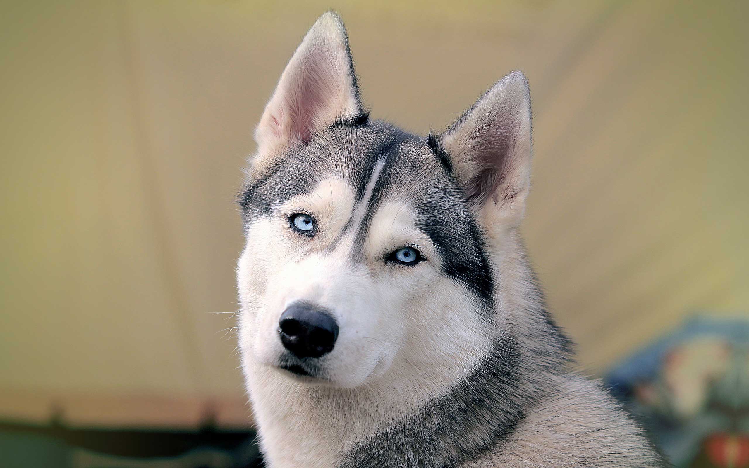 Husky HD Wallpaper | Full HD Pictures