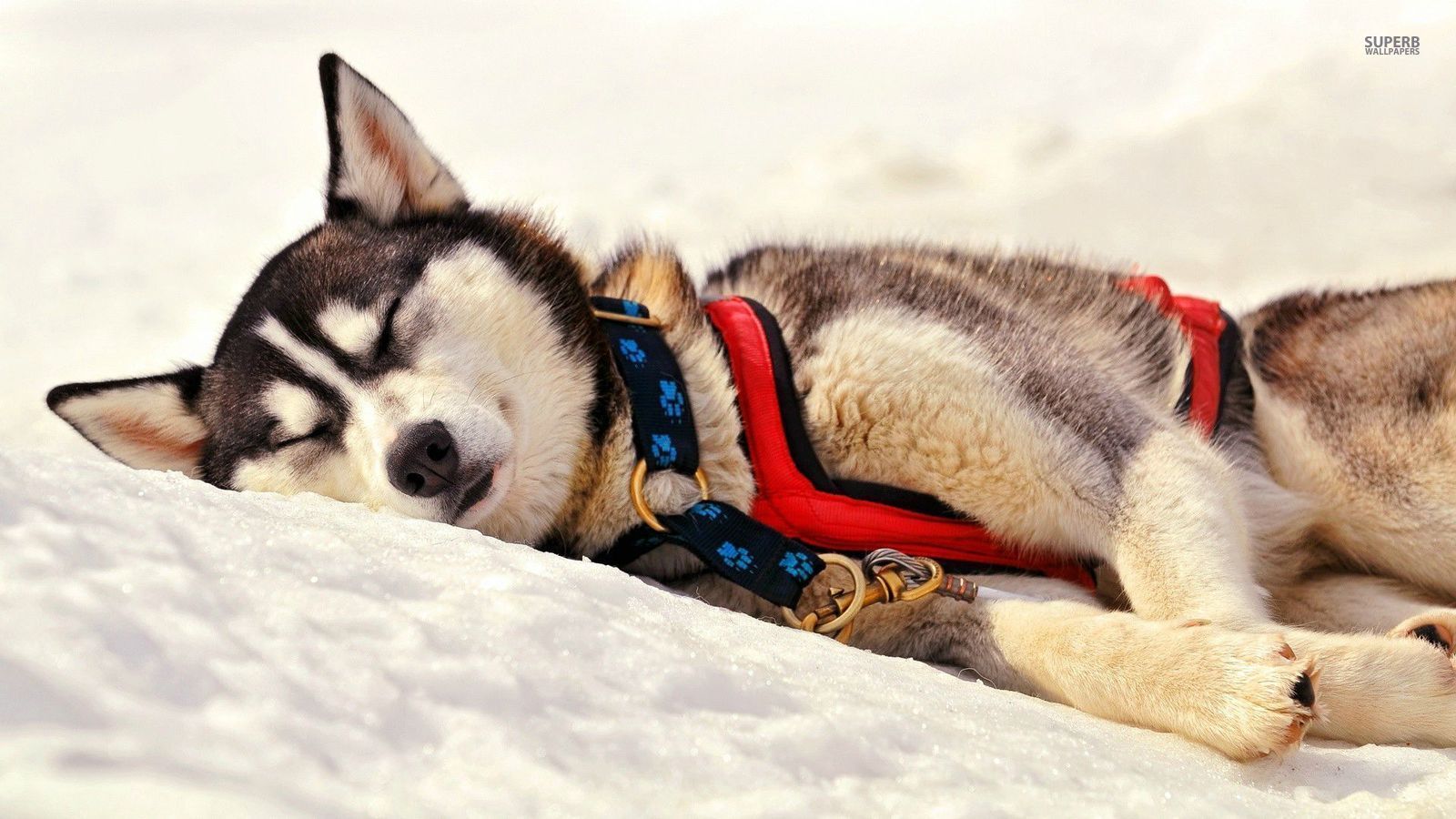 Siberian Husky Wallpapers Group (77+)