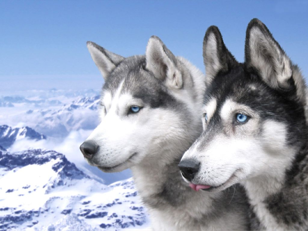 Siberian Husky dogs in the mountains photo and wallpaper ...