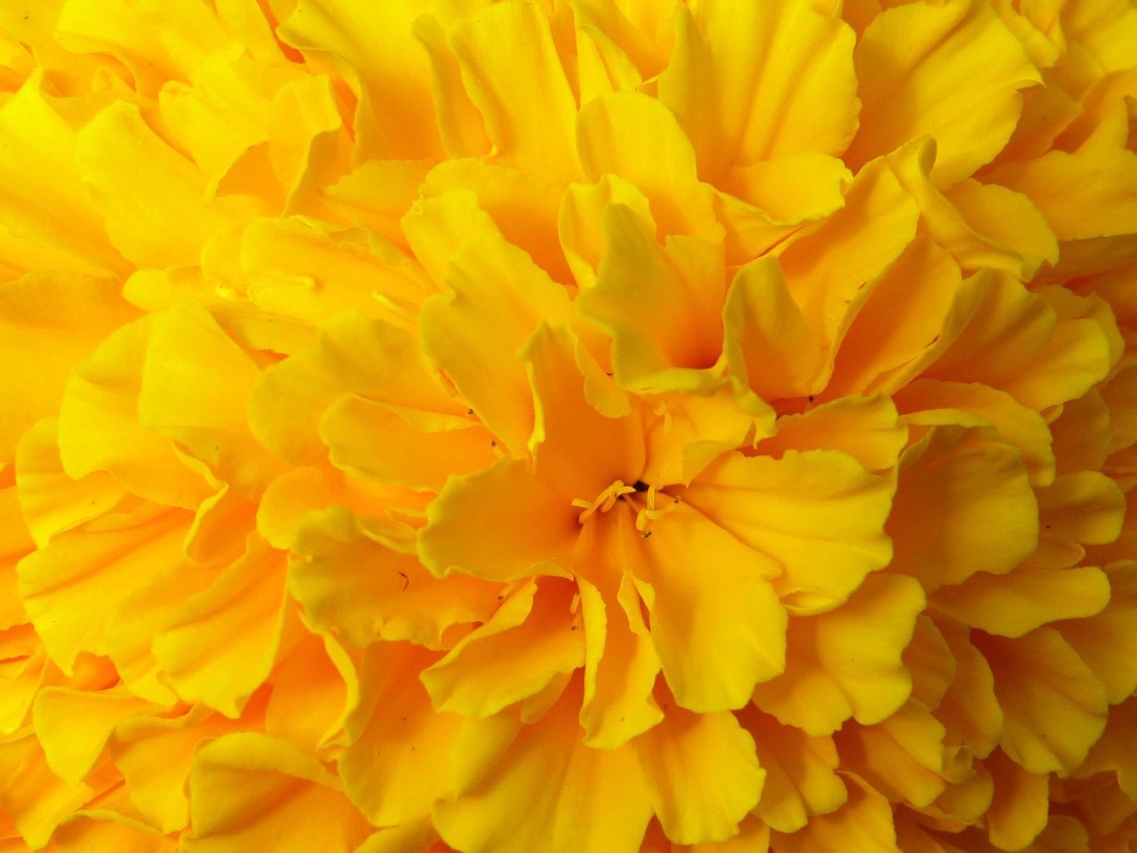 Yellow Flower HQ Wallpapers Full HD Pictures