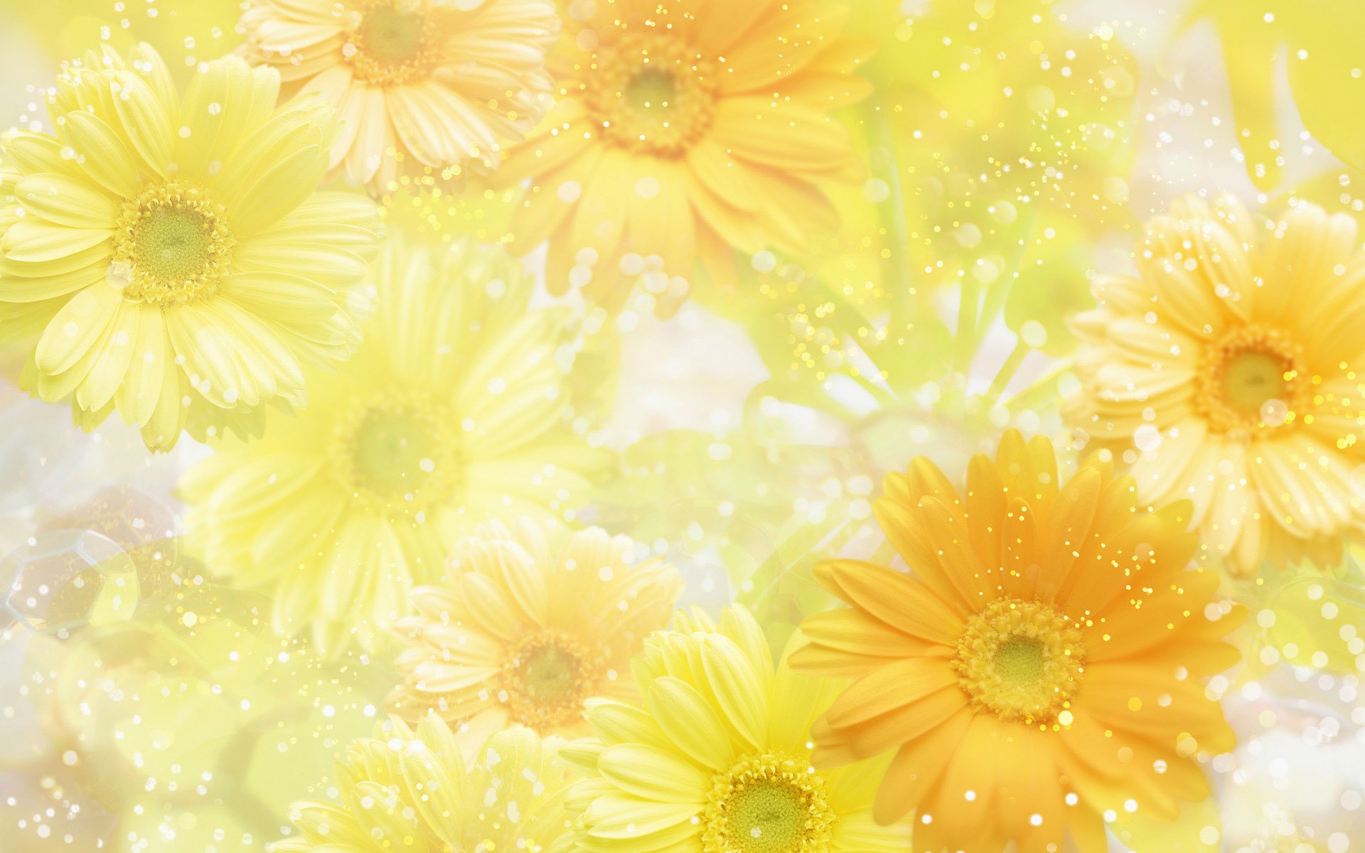 Yellow Flower wallpaper | 1920x1200 | #42596