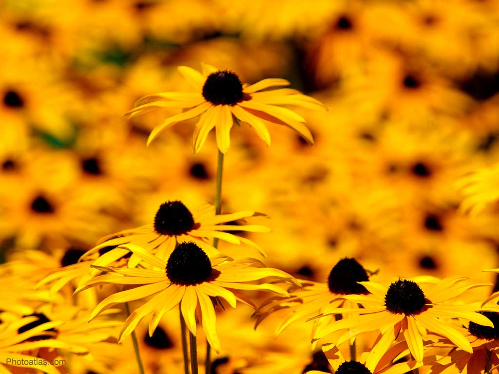 yellow flowers | Download HD Wallpapers For Desktop, Phone and ...