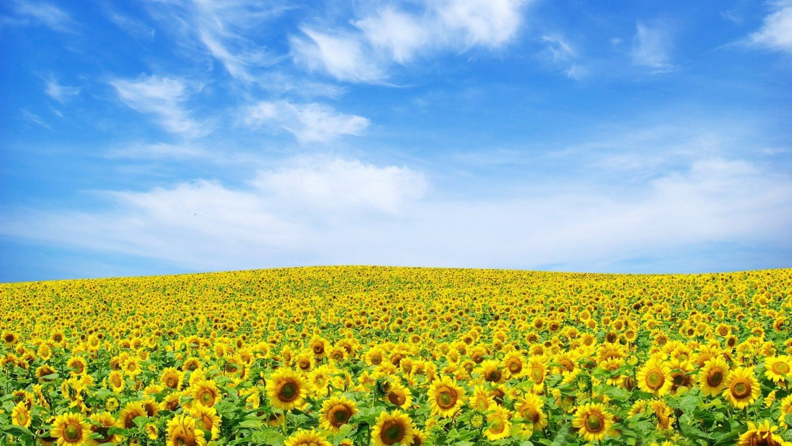 Awesome Yellow Flower Wallpaper | Full HD Pictures