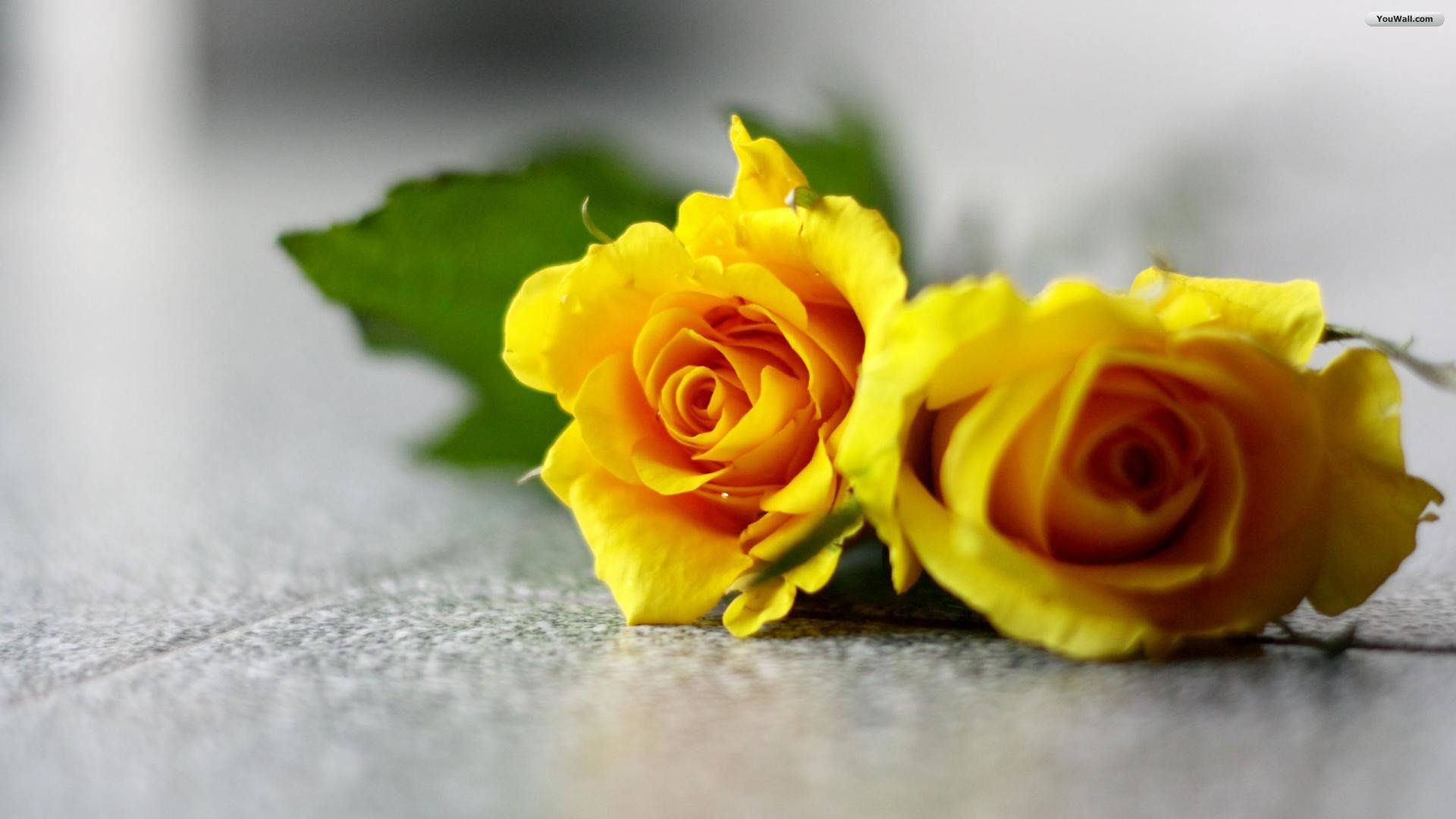 Yellow Flowers Wallpapers HD Pictures | One HD Wallpaper Pictures ...