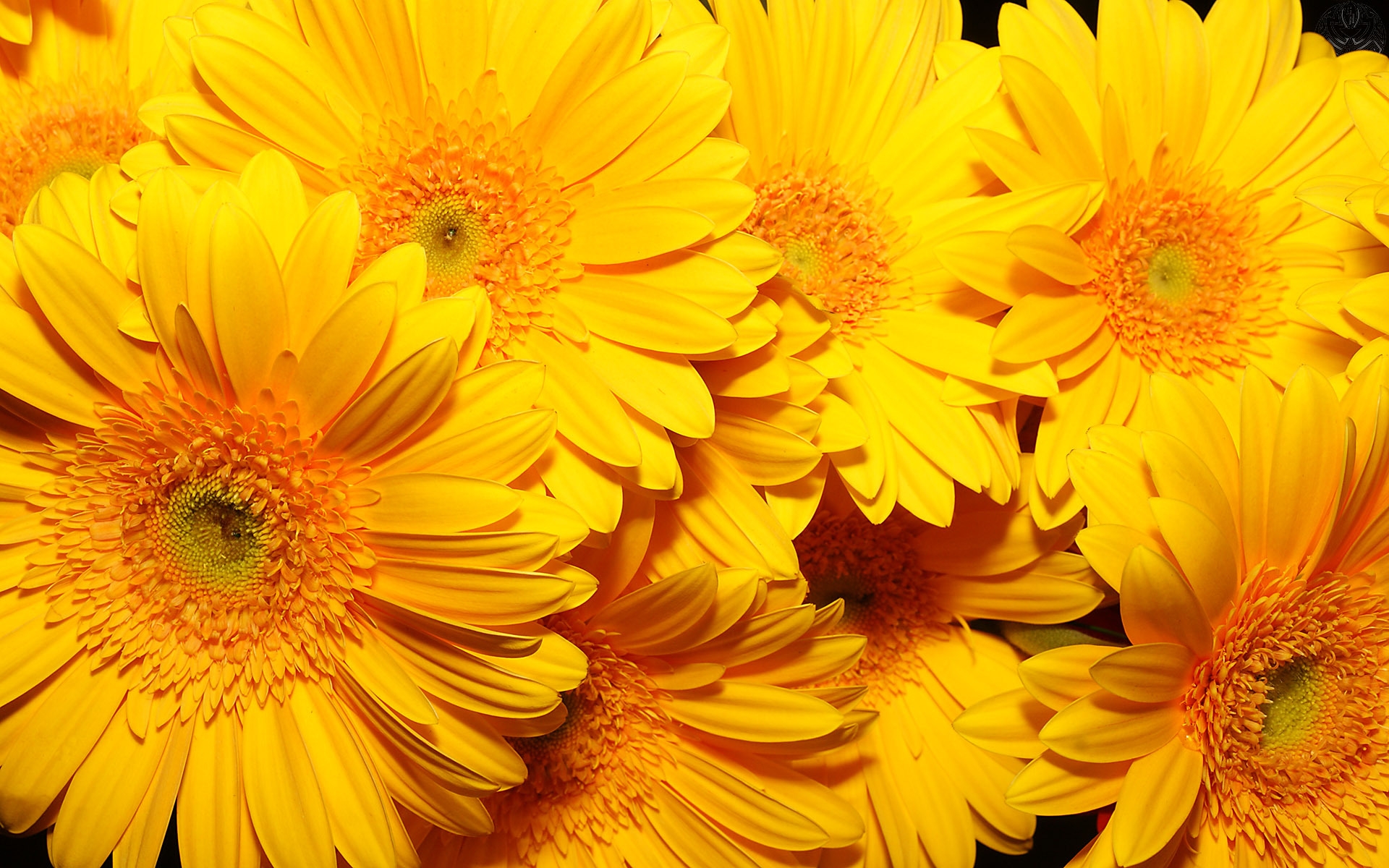 Yellow Flowers Wallpapers Download -High Res Wallpaper
