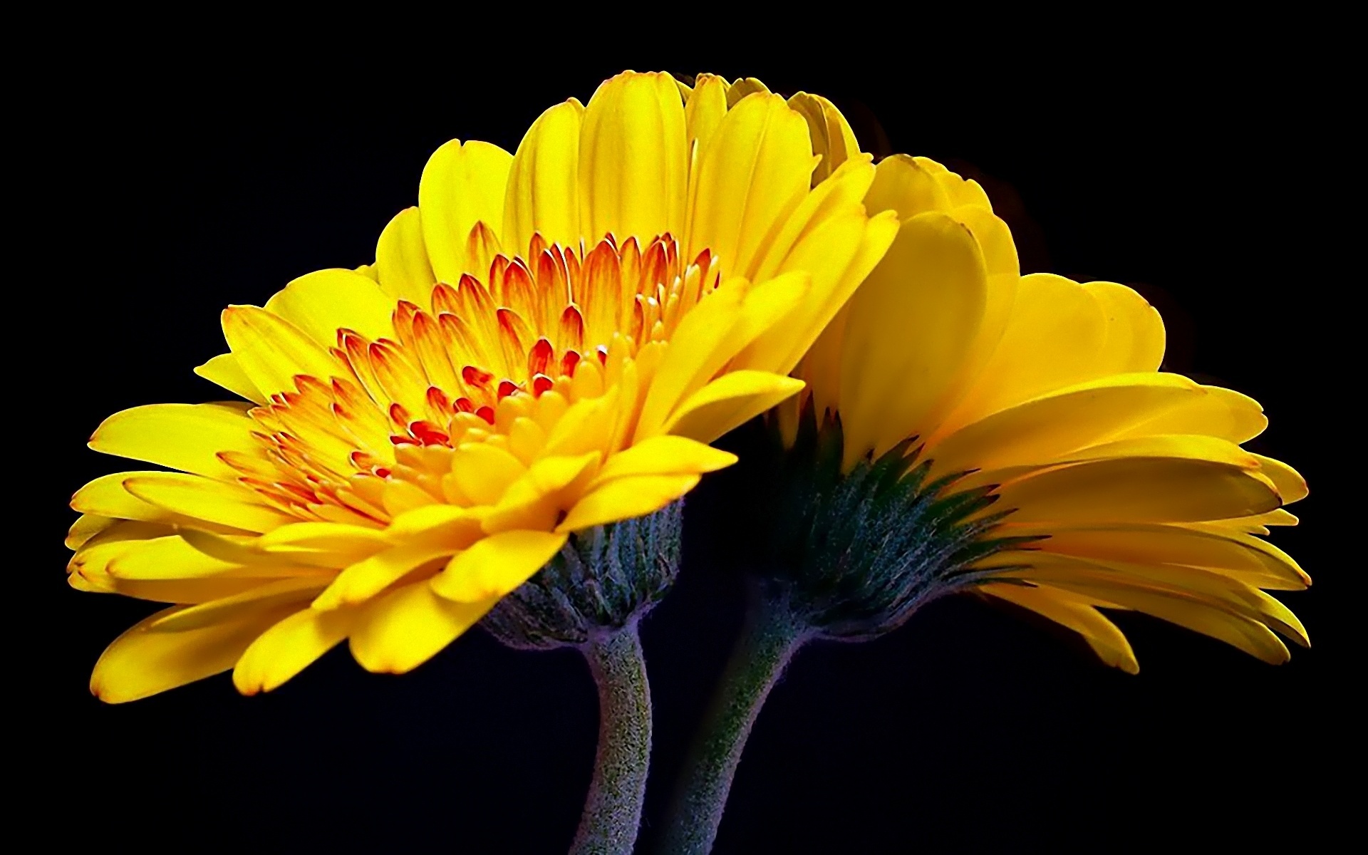 Popular Yellow Flower Wallpaper | Full HD Pictures