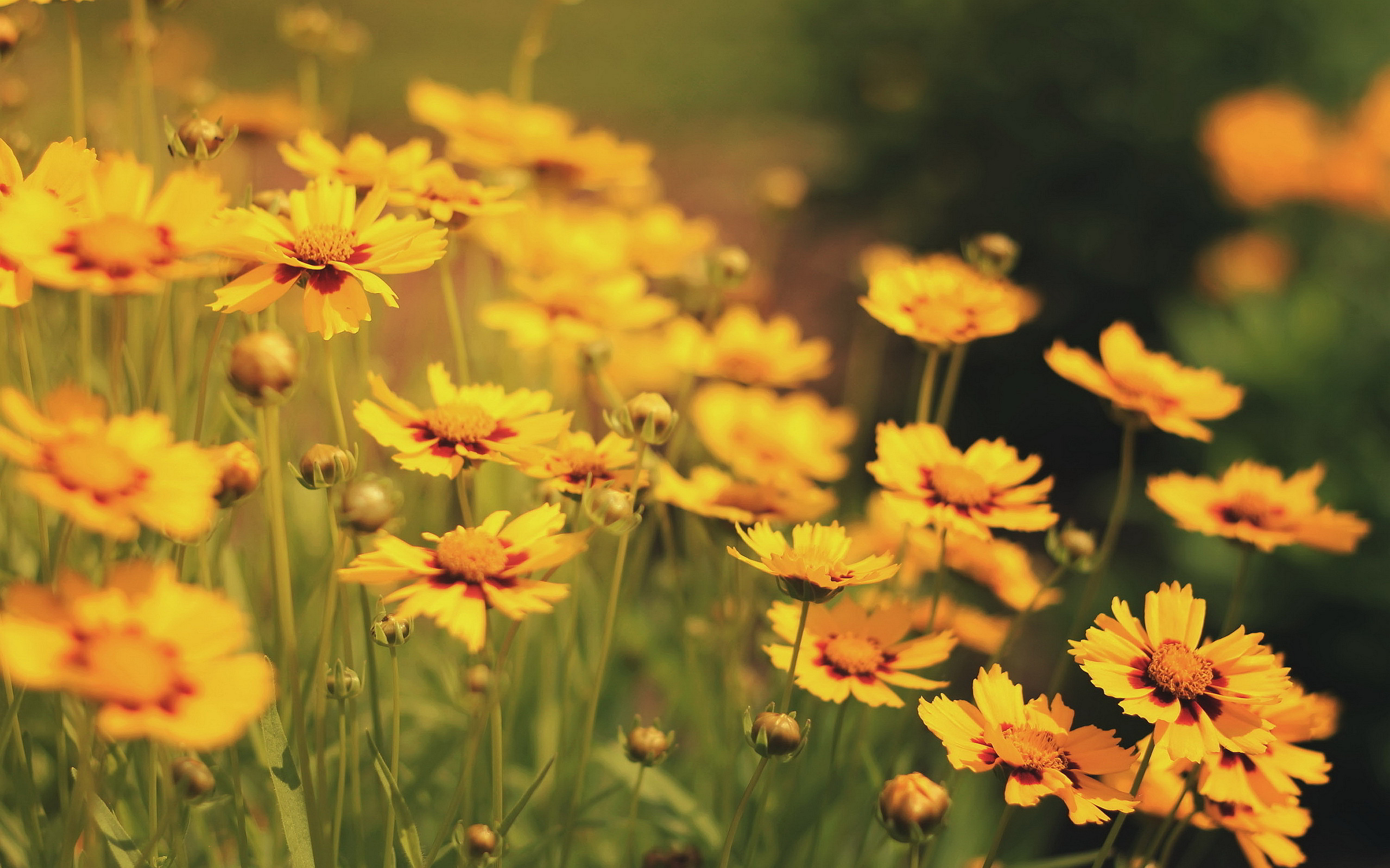 Yellow flowers field Wallpapers | Pictures