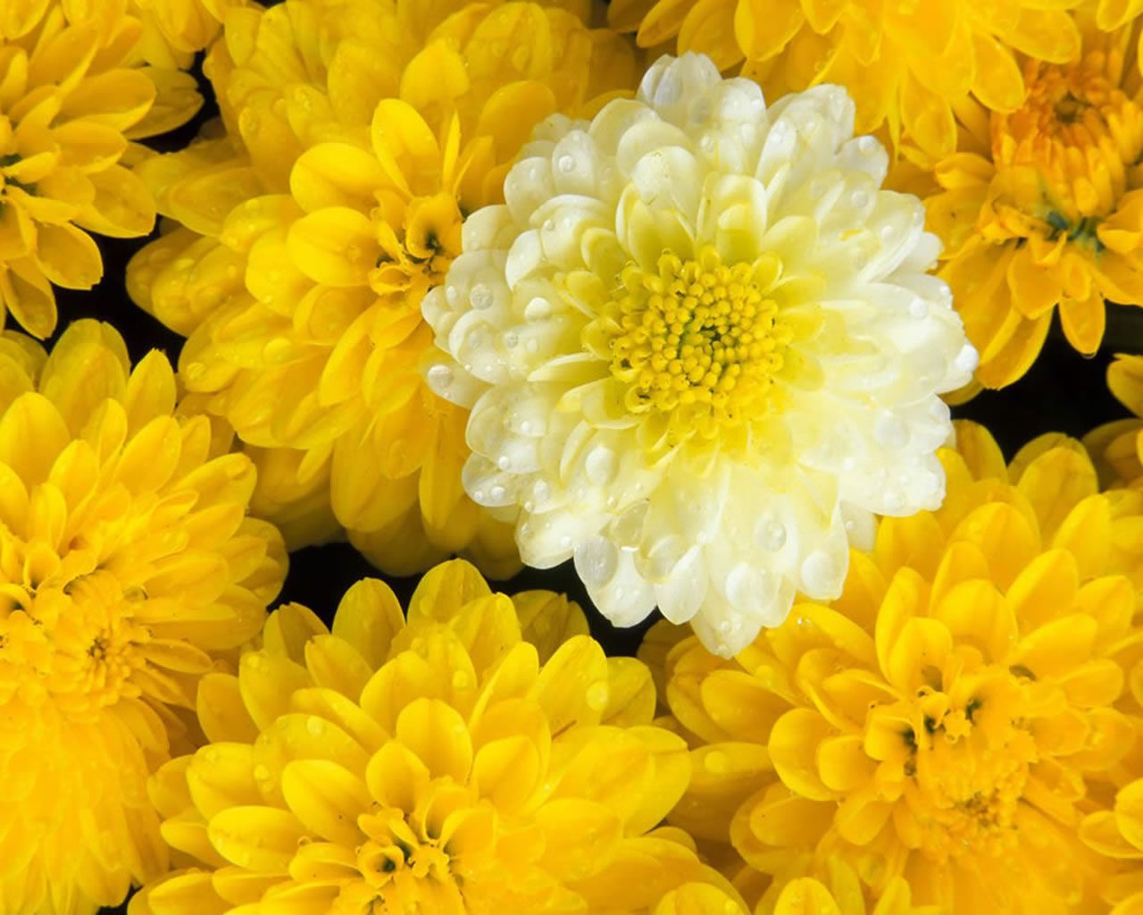 justpict.com Beautiful Yellow Flowers Wallpaper