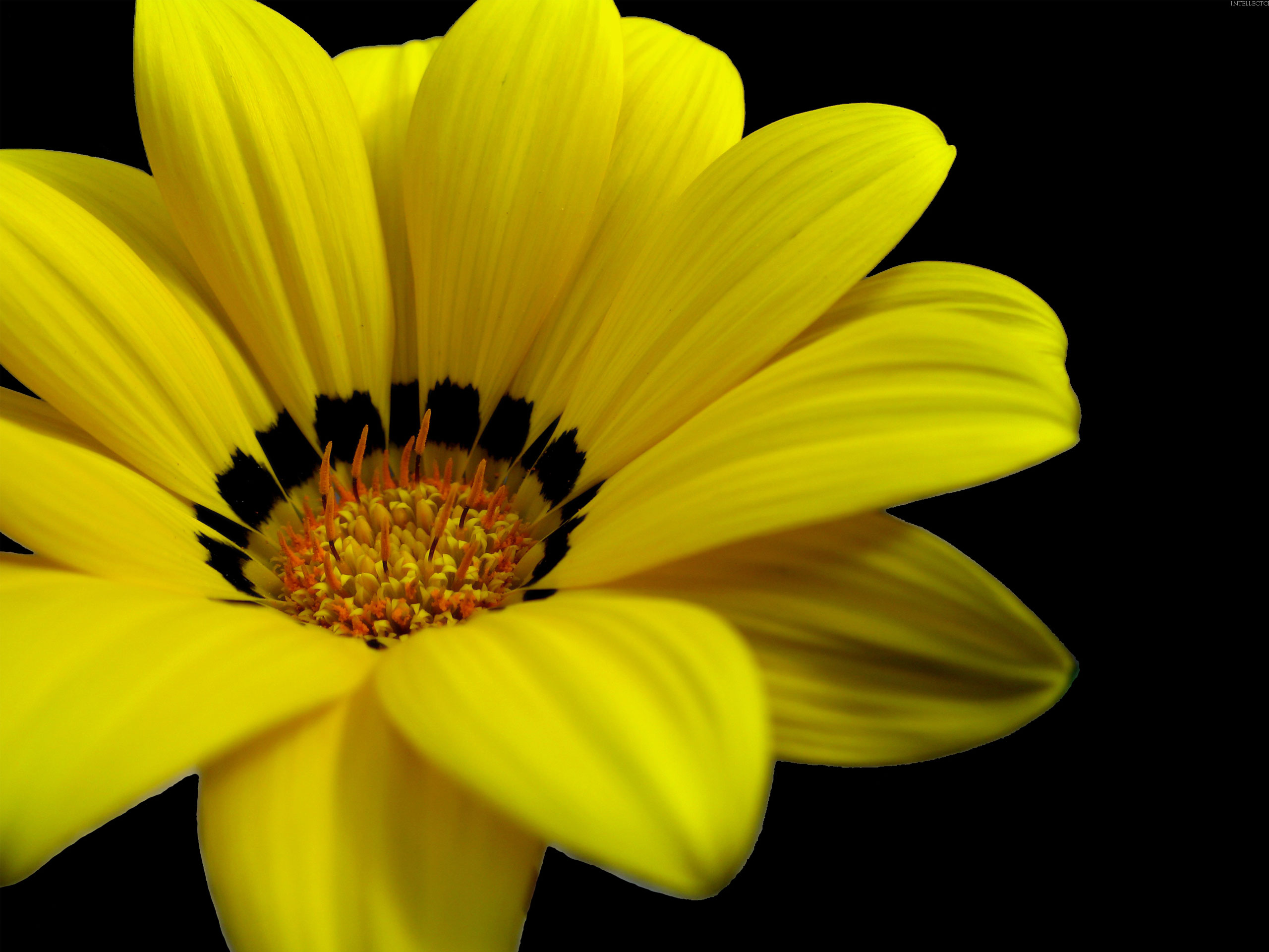 Yellow Flower #4206047, 1680x1050 | All For Desktop