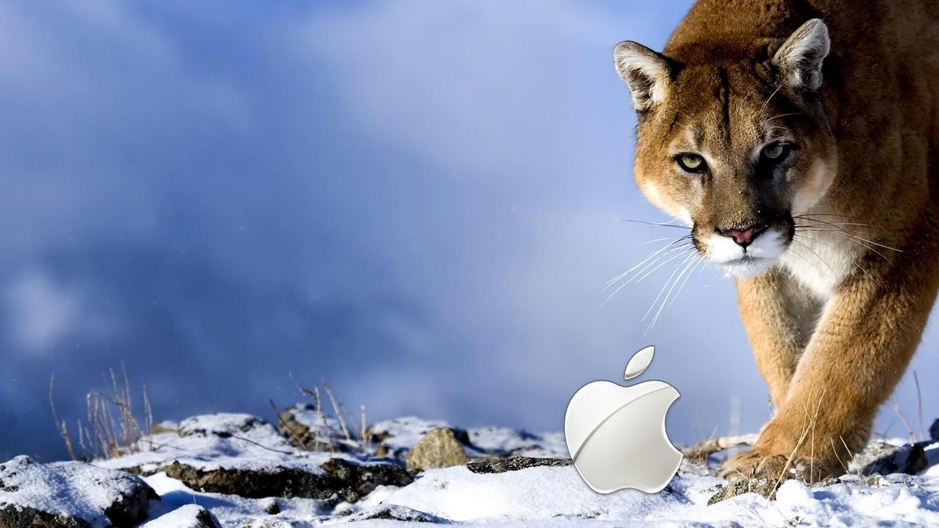 Apple-Wild-Wallpapers.jpg
